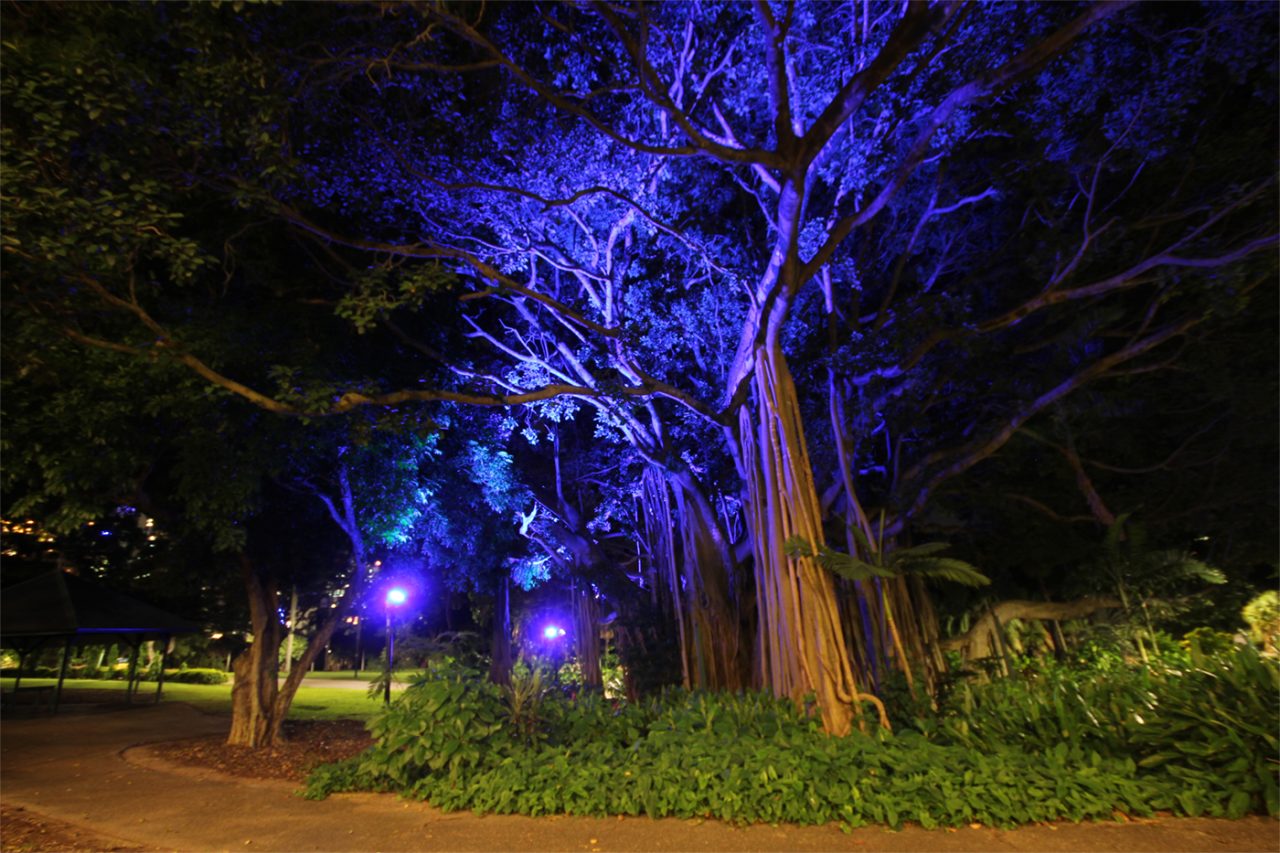 Blue and purple light illuminates a large tree in Brisbane's City Botanic Gardens.