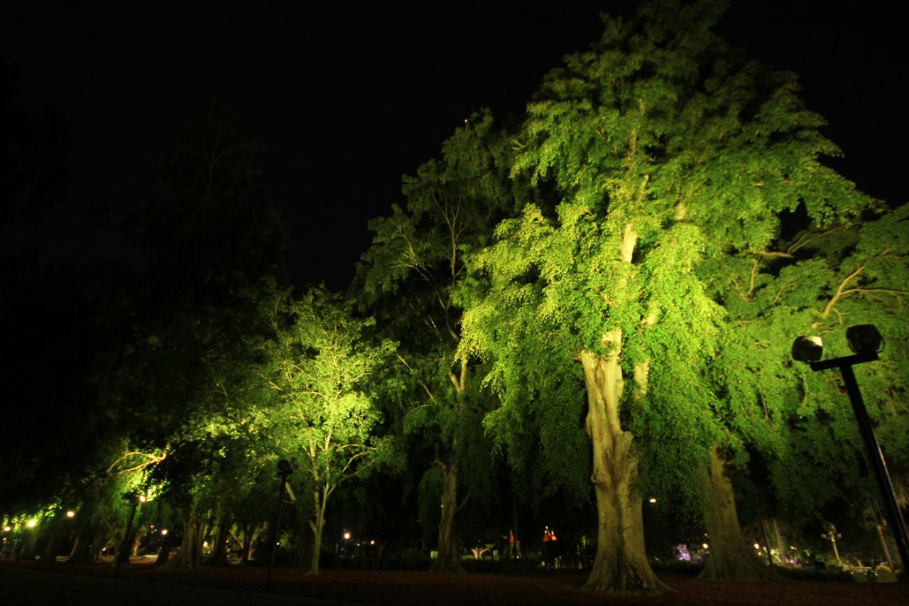 Green uplighting highlights trees and branches in Brisbane's City Botanic Gardens.