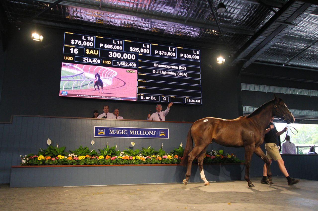 Side view of a horse beneath sale details on the Magic Millions screen.
