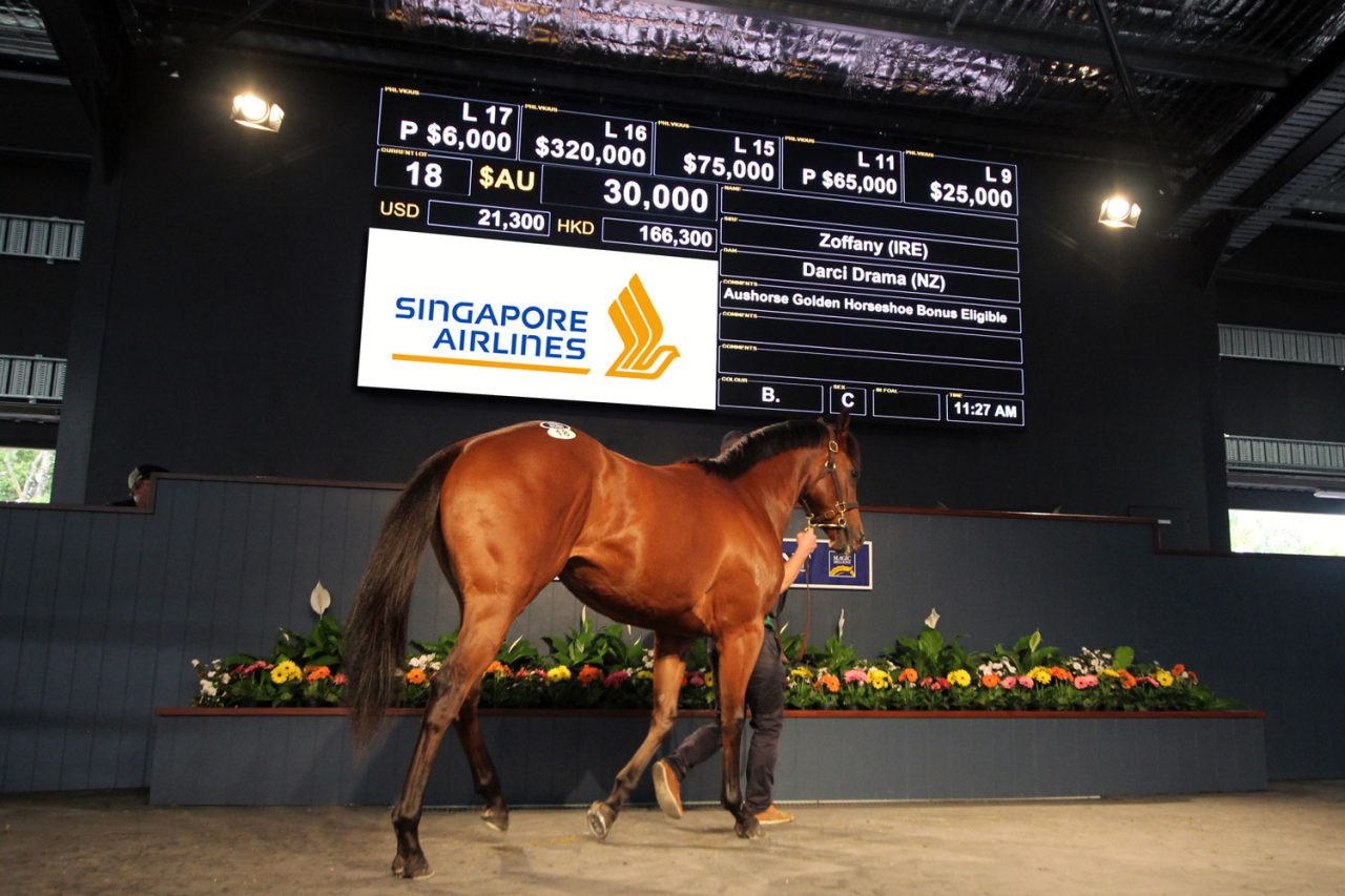 Horse in the Magic Millions auction ring beneath the digital sale display.