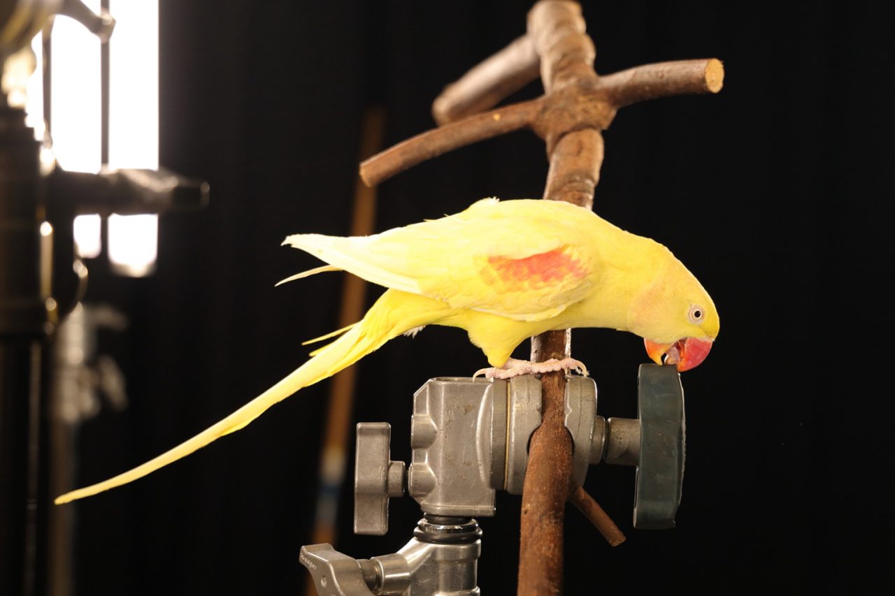 Yellow parrot perched beside studio lighting during a bird photoshoot.