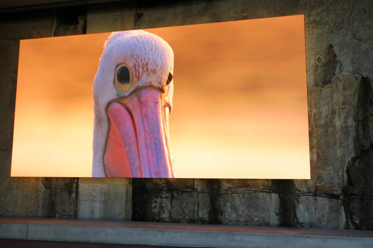LED screen at Barangaroo Reserve displaying a close-up of a pelican.